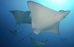 Aquaworld Cancun Eagle Rays